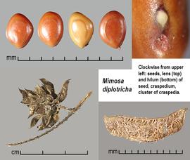   Fruits, seeds:   Mimosa diplotricha,  seeds (upper left) with pleurograms visible; Photo by J. Scher, Federal Noxious Weed Disseminules of the US
